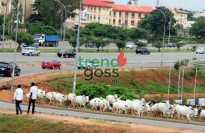 Federal Government Plans to Relocate Cattle from Abuja City Centre to Grazing Reserves