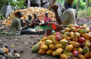 Alamu Advocates Cocoa Processing for Economic Growth