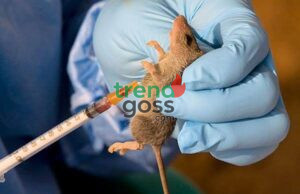 Lassa Fever Claims 168 Lives Across 21 States in 2025 — NCDC Raises Alarm Over Rising Infections