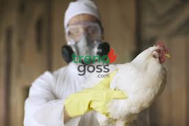 Experts Warn Bird Flu Mutation Could Trigger Severe Global Pandemic