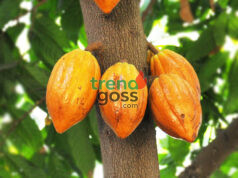 US Removes 15% Tariff on Ghana’s Cocoa and Agricultural Exports