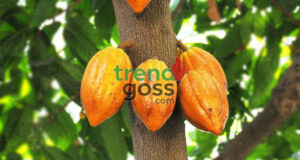 Nigeria, Ghana, Côte d’Ivoire, Cameroon Move to End Raw Cocoa Exports