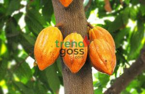 US Removes 15% Tariff on Ghana’s Cocoa and Agricultural Exports