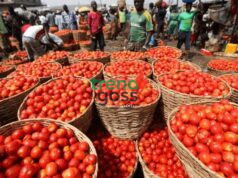 Sallah Celebration Under Pressure? Rising Tomato Prices Leave Families Struggling Ahead of Festivities As preparations for Sallah gatherings and family celebrations gather momentum, many households are discovering that one of the most common kitchen ingredients is suddenly becoming a source of growing concern. For many families, festive periods traditionally mean preparing favorite meals, welcoming visitors, and sharing moments around the dining table. But this year, a fresh challenge appears to be creeping into kitchens across the country, and it is coming from an unexpected place. Tomatoes, a major ingredient used in many Nigerian dishes and stews, are reportedly becoming increasingly expensive, creating pressure on household budgets already stretched by rising living costs. What once seemed like an ordinary market purchase is now generating difficult conversations among consumers. The development has sparked concerns among families preparing for Sallah celebrations, with many buyers reportedly adjusting shopping plans and reconsidering meal budgets. Across markets, shoppers are increasingly asking the same question: How did a basic cooking ingredient become so costly? Food price increases often create ripple effects beyond individual items because tomatoes play a central role in preparing numerous meals. As prices climb, households may also experience increases in the overall cost of cooking and feeding families. For many Nigerians, the concern extends beyond festive meals alone. The rising cost of food continues to affect everyday survival, especially for households trying to balance transportation, education, healthcare, and basic living expenses. As Sallah approaches, many consumers are now hoping for price relief and better market stability. The bigger question remains: Will families be able to maintain festive traditions despite rising food costs, or will changing economic realities force many households to make difficult adjustments? #Sallah #TomatoPrices #CostOfLiving #NigeriaEconomy #FoodPrices #BreakingNews #MarketUpdate #TrendingNews