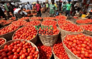 Sallah Celebration Under Pressure? Rising Tomato Prices Leave Families Struggling Ahead of Festivities As preparations for Sallah gatherings and family celebrations gather momentum, many households are discovering that one of the most common kitchen ingredients is suddenly becoming a source of growing concern. For many families, festive periods traditionally mean preparing favorite meals, welcoming visitors, and sharing moments around the dining table. But this year, a fresh challenge appears to be creeping into kitchens across the country, and it is coming from an unexpected place. Tomatoes, a major ingredient used in many Nigerian dishes and stews, are reportedly becoming increasingly expensive, creating pressure on household budgets already stretched by rising living costs. What once seemed like an ordinary market purchase is now generating difficult conversations among consumers. The development has sparked concerns among families preparing for Sallah celebrations, with many buyers reportedly adjusting shopping plans and reconsidering meal budgets. Across markets, shoppers are increasingly asking the same question: How did a basic cooking ingredient become so costly? Food price increases often create ripple effects beyond individual items because tomatoes play a central role in preparing numerous meals. As prices climb, households may also experience increases in the overall cost of cooking and feeding families. For many Nigerians, the concern extends beyond festive meals alone. The rising cost of food continues to affect everyday survival, especially for households trying to balance transportation, education, healthcare, and basic living expenses. As Sallah approaches, many consumers are now hoping for price relief and better market stability. The bigger question remains: Will families be able to maintain festive traditions despite rising food costs, or will changing economic realities force many households to make difficult adjustments? #Sallah #TomatoPrices #CostOfLiving #NigeriaEconomy #FoodPrices #BreakingNews #MarketUpdate #TrendingNews